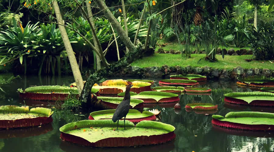 Giant Victoria water lilies in the Amazon, Peru