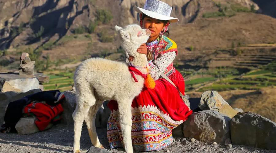 Colca Valley women in traditional dress holding a baby alpaca
