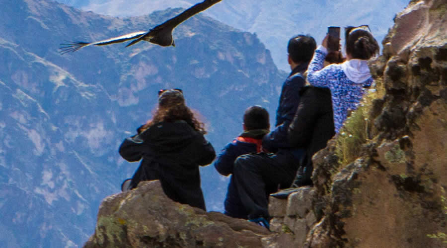 Condor over the Colca Canyon, Peru