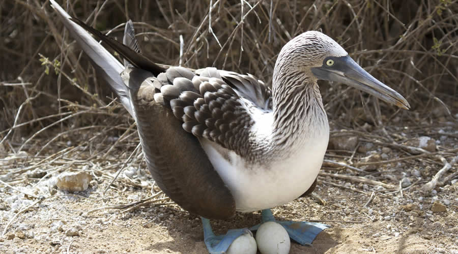 Marine Life Day: Snorkeling and Blue-Footed Boobies – Ecuador