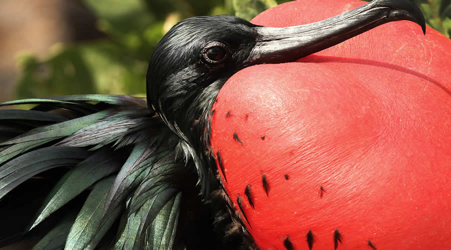 Magnificent frigatebird in the Galápagos Islands