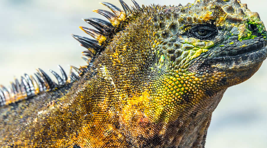 Return to Santa Cruz and Tortuga Bay – Ecuador