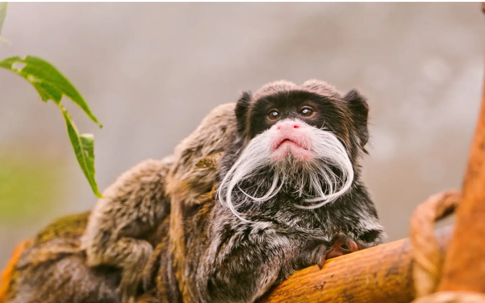 Monkey in the Tambopata rainforest on a 3-day expedition