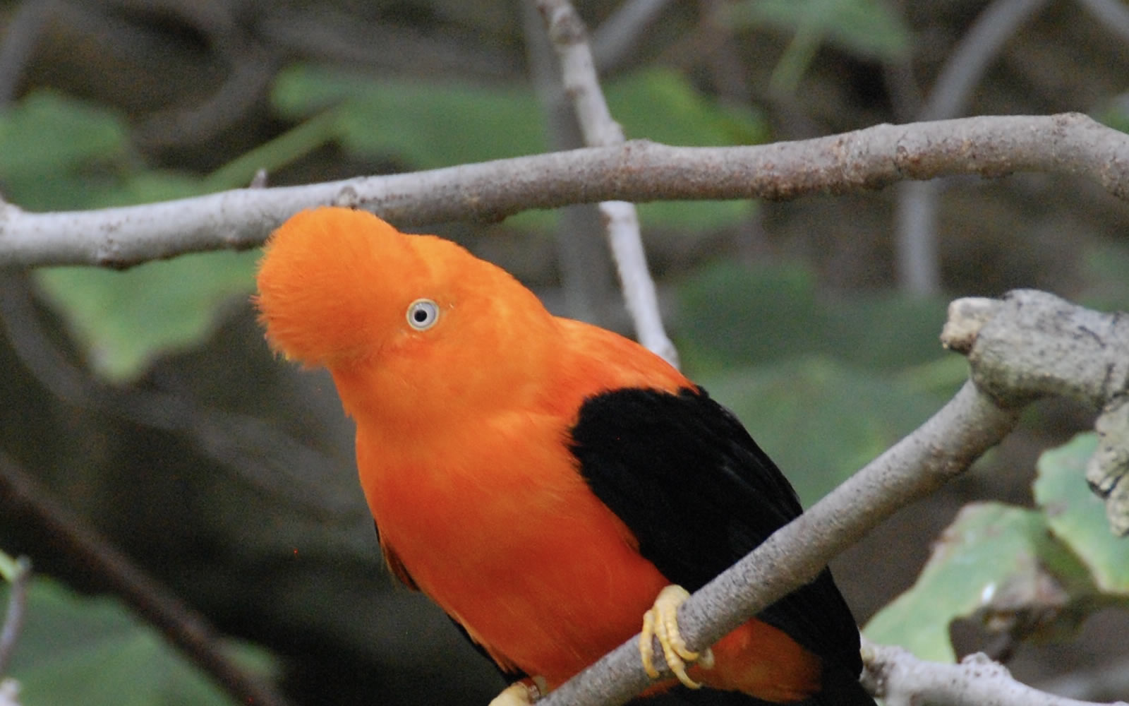 Andean cock-of-the-rock in the cloud forest on a 3-day Manu expedition