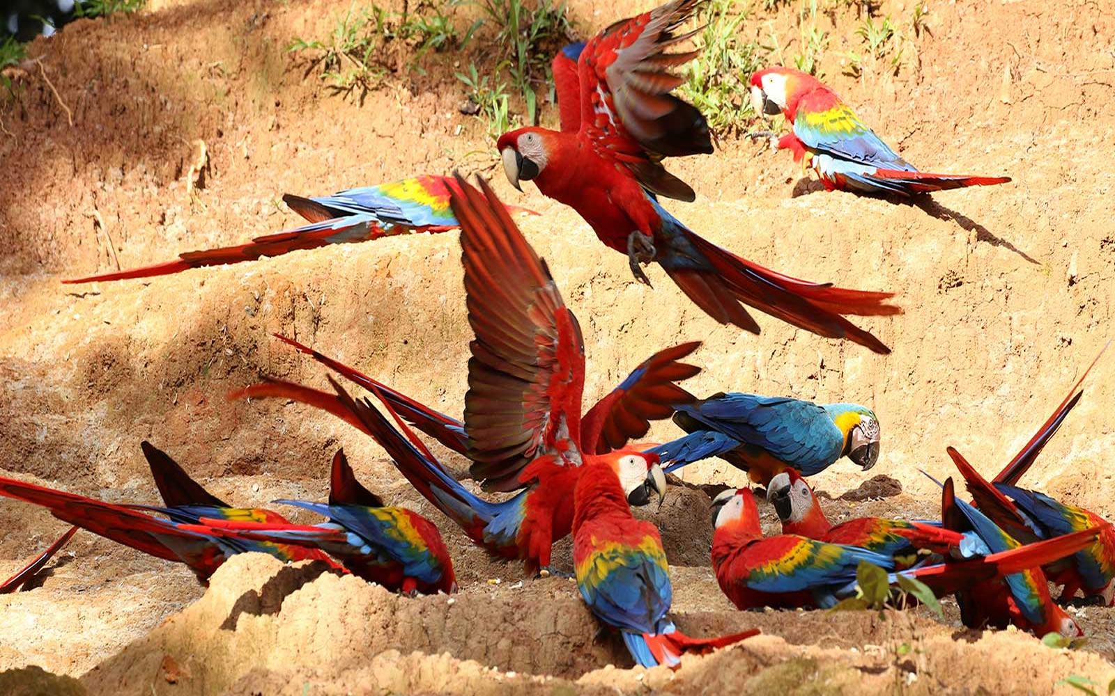 Macaw in the Tambopata rainforest on a 4-day jungle lodge tour