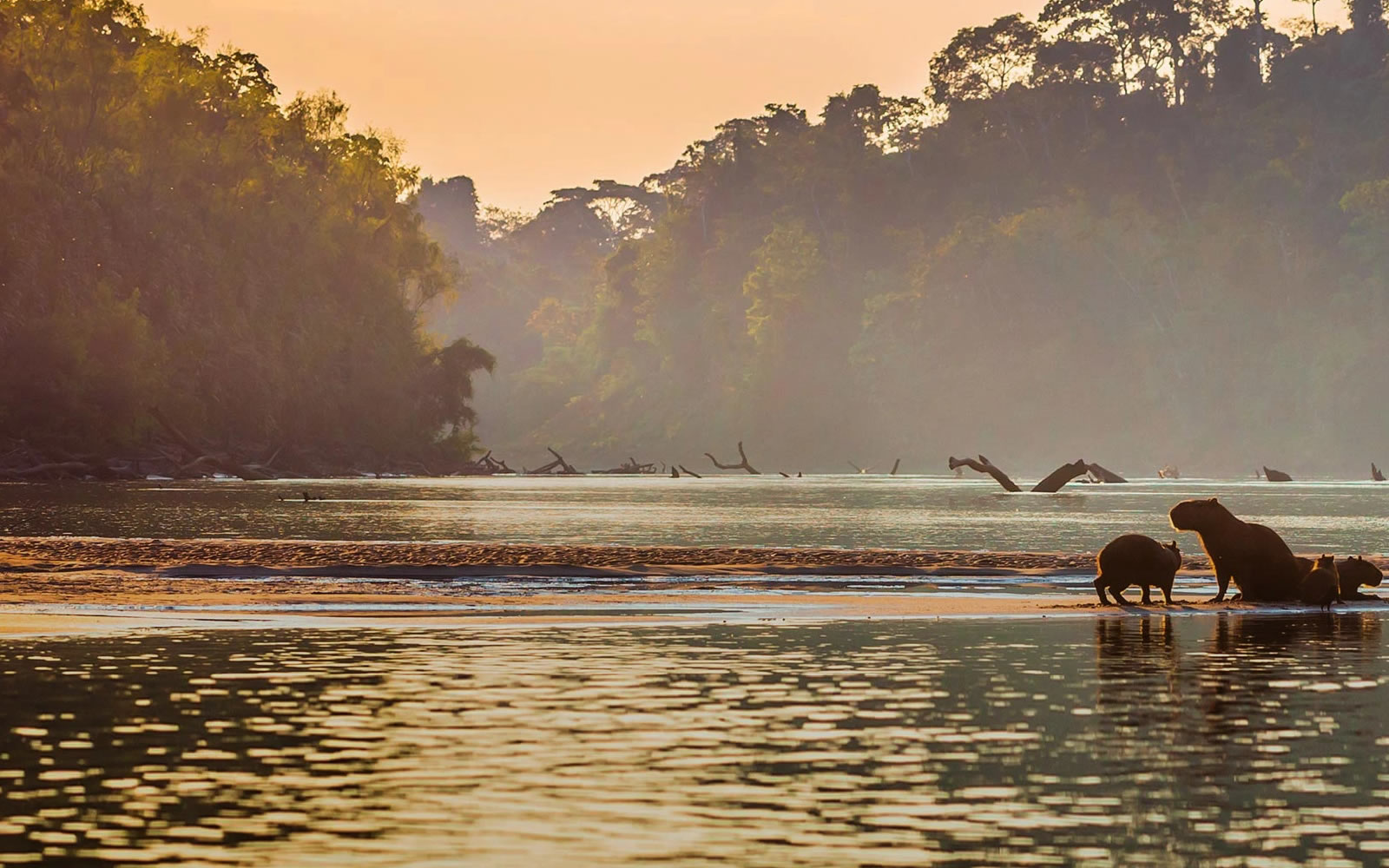 Manu Reserved Zone rainforest on a 6-day expedition