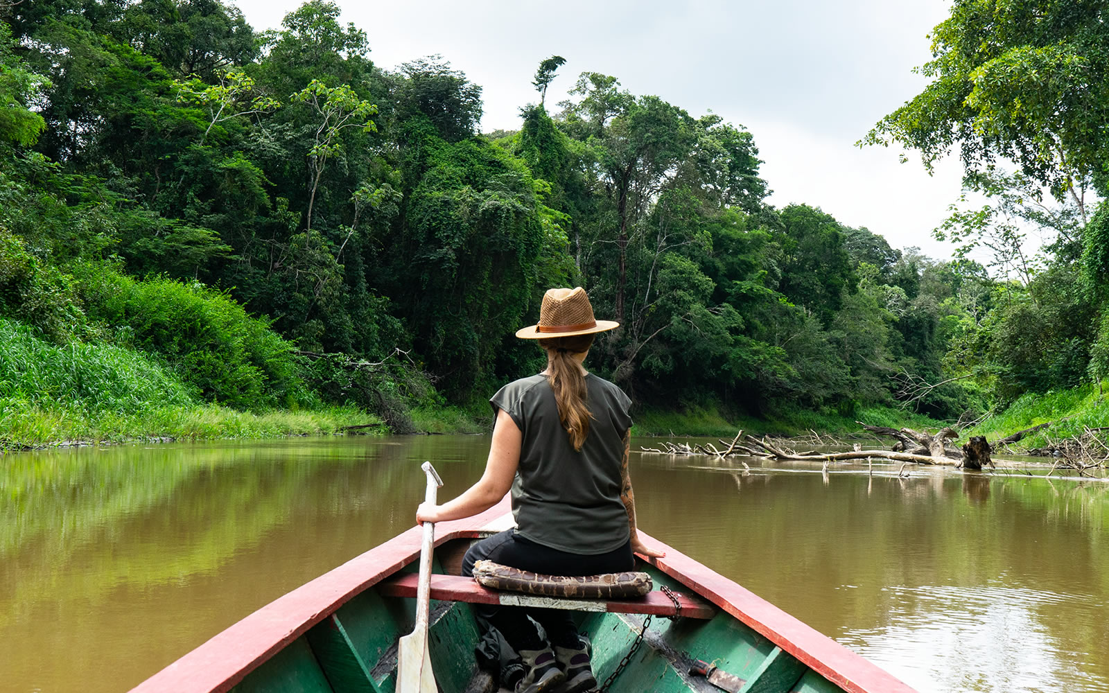 Flooded forest of the Pacaya Samiria National Reserve
