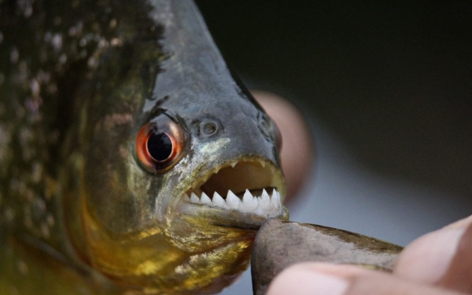 Piranha fishing in the Amazon on a Peru and Ecuador trip with friends