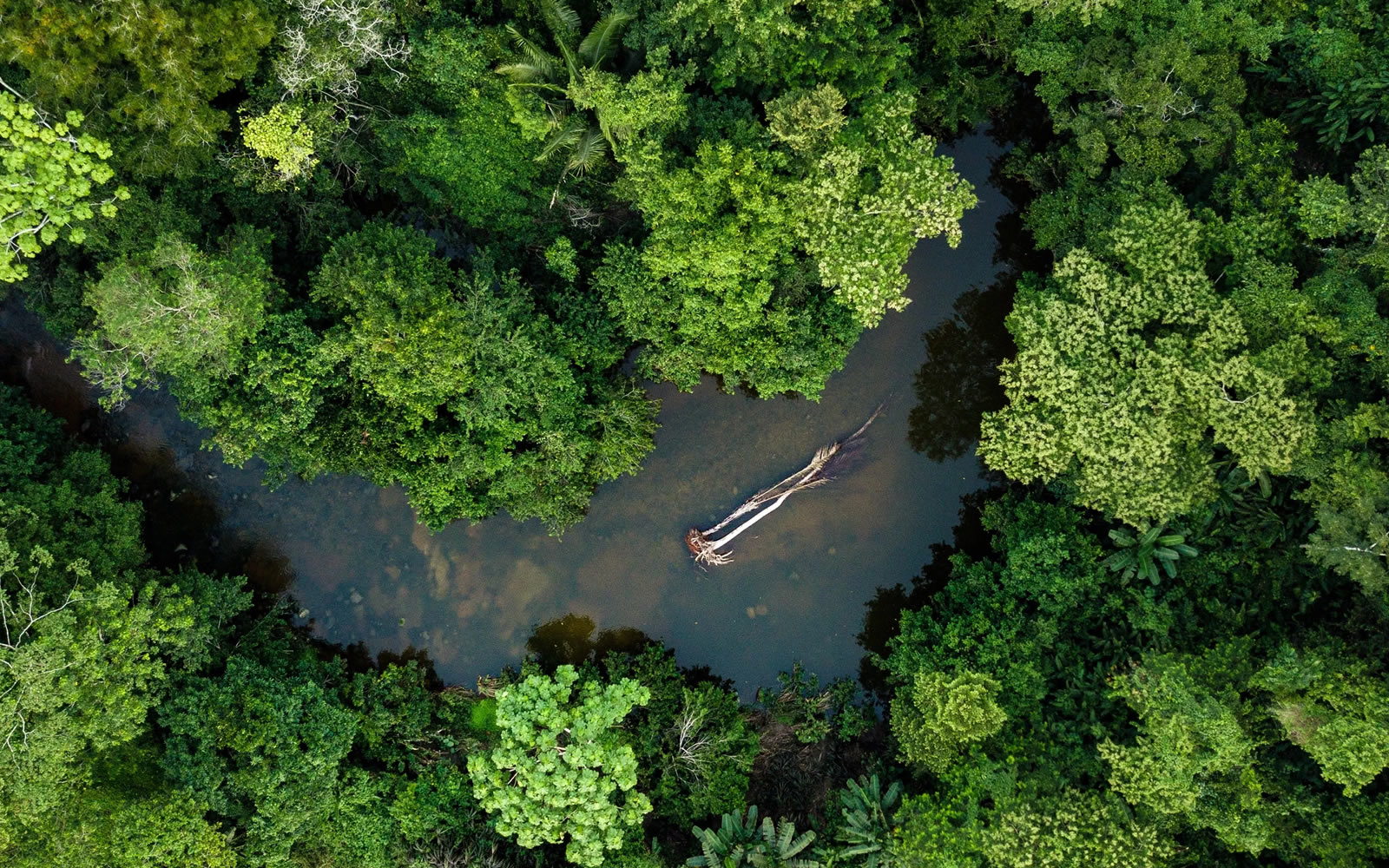 Rainforest boat expedition to Sandoval Lake in Tambopata