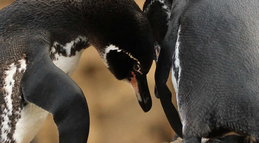 Humboldt penguins on the Ballestas Islands, Paracas