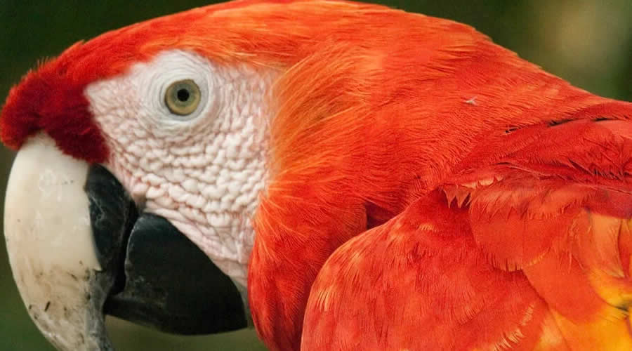 Macaws at Dawn and Fly to Cusco – Peru
