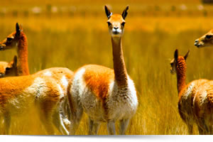 Viaggi in Perù, Viaggi su misura