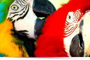 Viaggi in Perù, Viaggi su misura