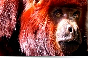 Viaggi in Perù, Viaggi su misura