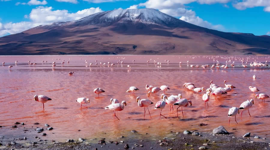 Sol de Mañana and Polques, Return to Uyuni – Bolivia