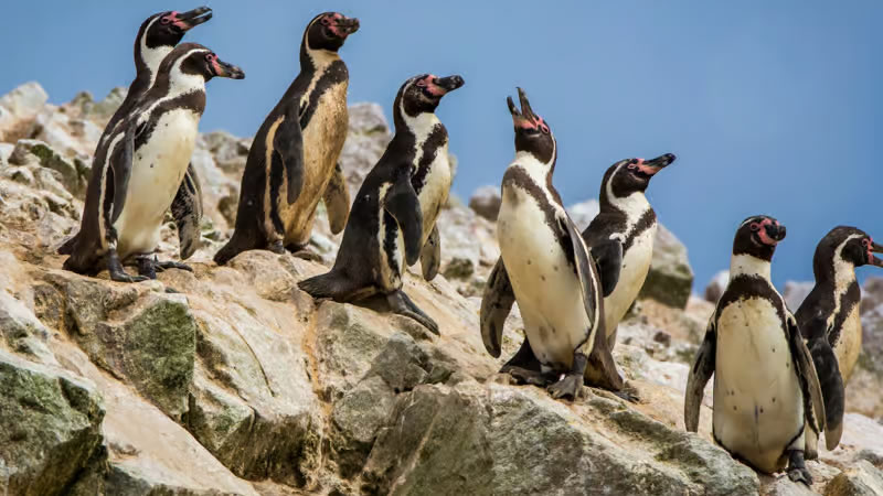 Paracas