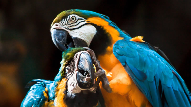 Tambopata